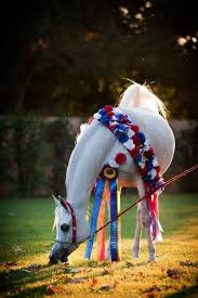 Arabian Horse Arabian Horse Horses Arabian Horse Costume