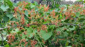 Image result for Combretum microphyllum