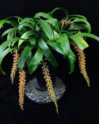 Image result for Liparis