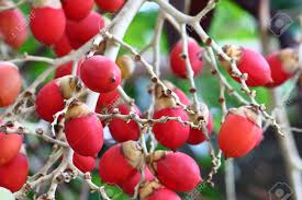 Moderately thick, foliage/fruit on spur shoots. Fresh Red Palm Fruits On Palm Tree In Garden Stock Photo Picture And Royalty Free Image Image 106918449