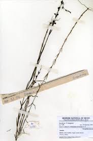 Image result for Sopubia ramosa