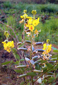 Image result for Crotalaria micans