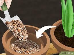 If you use a smaller container your flowers will have less of an impact, and the bulbs might not thrive. How To Grow Tulips In Pots With Pictures Wikihow