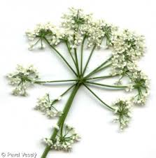 Image result for Pimpinella afra