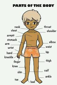 You can listen to the pronunciations by clicking on the images. Vocabineer Body Parts Vocabulary Download Pdf Here Facebook