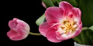 Fantastis 26 bunga lili berkembang biak harga sebuket tulip hingga rp 116 000 di austria negara budidaya dan reproduksi di 2020 bunga calla lily menanam bunga lili save image 34 gambar bunga dahlia lengkap 6 cara menanam bunga dahlia terlengkap download unduh 40 koleksi gambar bunga dahlia len bunga dahlia dahlia menggambar bunga. Proses Cara Dan Jenis Penyerbukan Bunga Tulip Ilmu Pengetahuan Dasar