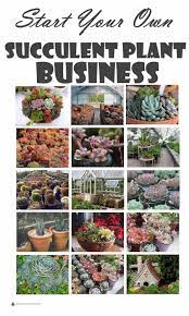 Succulents and cactus gives fresh air and remove toxins from the. Start Your Own Succulent Plant Business Learn How Here Planting Succulents Succulent Gardening Succulent Garden Diy