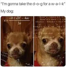 Funny dog memes clean funny dog memes 2019 dog meme face cute dog image information: 29 Heckin Funny Doggo Memes That Will Keep You Borking All Day Long Funny Gallery