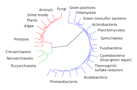 Classification Of Microorganisms Boundless Microbiology