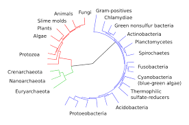 classification of microorganisms boundless microbiology