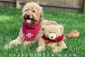 Love rose's eyes and her ears.their tails are so cute. Pin On Goldendoodle