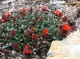 Image result for Marsdenia macrantha