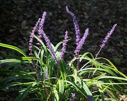 We did not find results for: Ground Covers For Shade To Full Sun In Louisiana Landscapes