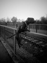 A bajnok teljes film magyarul videókat természetesen megnézheted online is itt az oldalon. Varosi Akrobatak A Parkour Kutyabarat Eletmod Magazin Egyutt Mindenhova