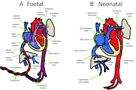Image result for Neonatal Circulation Assessment