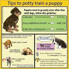 Housetrain Your Puppy Fast With This Easy Method 2021 Ruffle Snuffle