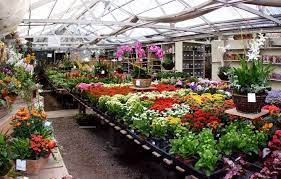 Rolling Greens Nursery Google Search Garden Nursery Green Nursery Flower Nursery