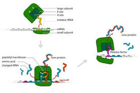 Amino Acids Structure Classification And Function