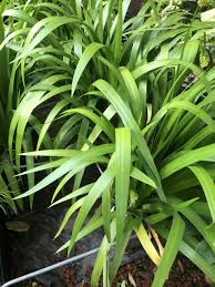 Maybe you would like to learn more about one of these? Brazilian Walking Iris Rockbank Nursery
