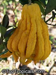 Image result for Citrus medica