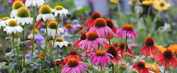 Buy flower seeds easily online. Flower Seeds Annual Perennial Flowers Vegetable Seeds Herb Bulk Seeds