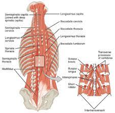 The spine is supported by large muscles called the paraspinal muscles. Lumbar Strain Physiopedia