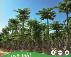 Hình ảnh về Cây bóng mát cung cấp bóng râm cho công trình