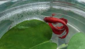 How to tell if your betta fish is happy and healthy. How To Tell If Your Betta Fish Is Happy Japanesefightingfish Org