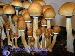 Sporeworks Com Mushroom Kits Stuffed Mushrooms Spore
