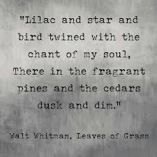 Walt Witman Lilac And Star And Bird Twined With The Chant Of My Soul Words Quotes Quotations Nature Quotes