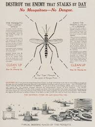 Image result for Dengue