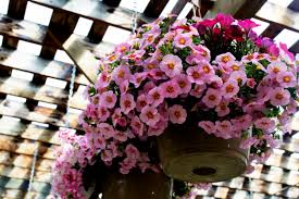 Check spelling or type a new query. Hanging Baskets Sheridan Nurseries