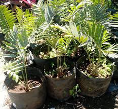 Image result for Encephalartos chimanimaniensis