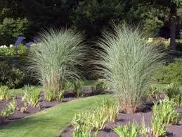 Gräser im kübel formieren sich zum grünen bollwerk und wehren neugierige blicke ab. Chinaschilf Miscanthus Sinensis Morning Light Bambusborse