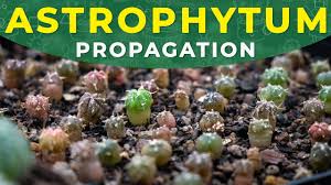 The seed germination time depends mostly on the species and where placing them indoors or in a shaded place is the best way to help in seed germination. How To Grow Astrophytum Cactus From Seeds Germination Period Seedlings Care Youtube