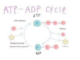Atp is the most abundant nucleotide in the cell and the primary cellular energy currency in all life forms. Atp And Adp Cycles Science Showme
