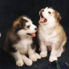 Sorry, there are no alaskan malamute puppies for sale at this you can browse thru list of alaskan malamute breeders or consider adopting alaskan malamute dog. O Mal Alaskan Malamutes Breed And Puppy Information