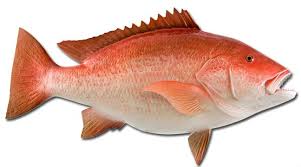 Pin By Daviper On Taxidermy Wildlife Deco Snapper Fish Fish Mounts Fish