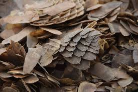 It also found the company had sold 7.44 tons of pangolin scales, worth more than 45.31 million yuan, to several medicine producers. Banned No More Pangolin Scales In Traditional Medicine China Declares