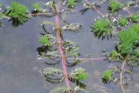 Image result for Haloragaceae