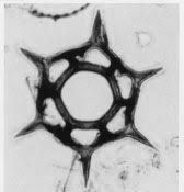 Silicoflagellate S Are Star Shaped And Their Internal Skeletons Are Made Out Of Silica Two Flagella Of Varying Lengths Star Shape Algae Small Groups