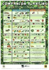 Vegetable Garden Fertilizer Durbantainment Info