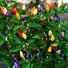 Pepper plants, chocolate ghost pepper, 4in potted plants, organic plants, heirloom, gmo free plantswithapurpose 4.5 out of 5. Bolivian Rainbow Chili Pepper 10 000 30 000 Scoville Units Capsicum Annuum Grown For Centuries In Boliv Stuffed Hot Peppers Stuffed Peppers Pepper Plants