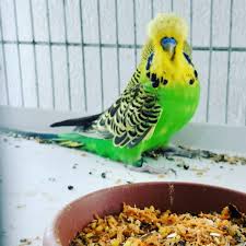 Mardin Muhabbet Kusu Home Facebook