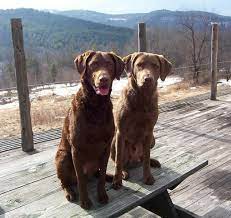 Dog Breeds C Chesapeake Bay Retriever Page 2 Chesapeake Bay Retriever Dog Breeds Retriever