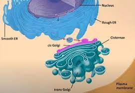 Its primary function is to serve as a way station for extracellular protein traffic, said principal investigator seth j. What Is The Golgi Apparatus Microscope Clarity