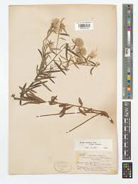 Image result for Dicoma