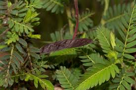 Image result for Chamaecrista falcinella