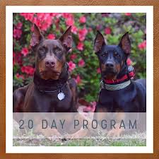 Shock collar training, northern virginia shock collars new hampshire santa monica california ecollar training. Dog Training Near Jacksonville Nc Absolutely Pawsitively Obedient Dog Training