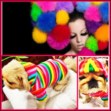 Dog Fashion Trends Kopek Modasi Panosundaki Pin